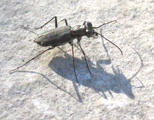 Famille Cicindelidae: Cicindèle